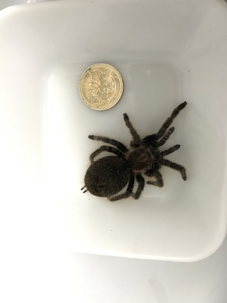 しい 爬虫類垢 タランチュラの土交換 バーガンディゴライアスバードイーターとブラジリアンサーモンピンクは飼育始めて1年4ヶ月経過 カーリーヘアもちんまりサイズからどんどん成長中 タランチュラ