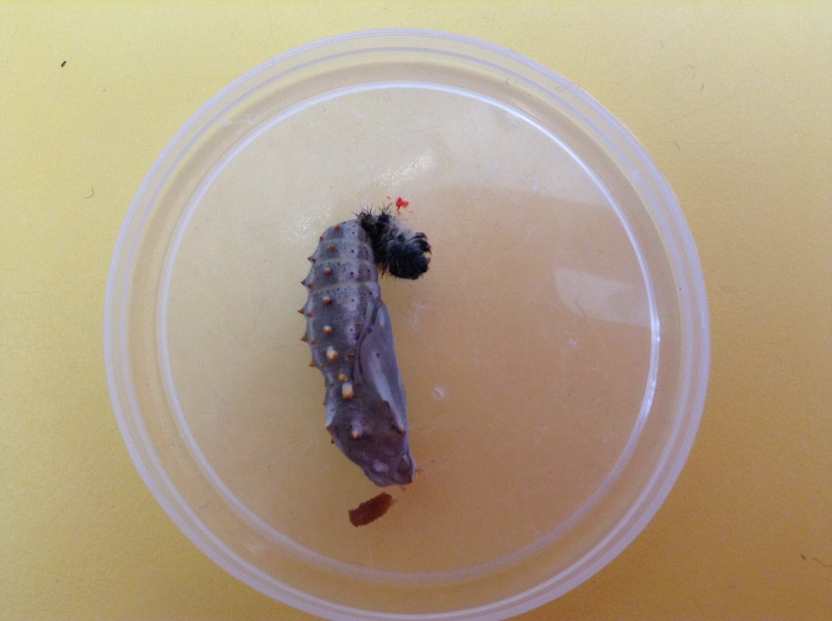 Wheeler_PS's tweet image. All of our caterpillars have now turned into cocoons. We have carefully transferred them into the net ready for when the butterflies emerge. #excitingtimes #redbase