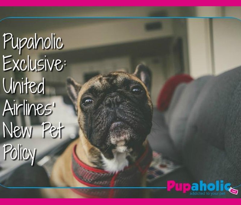 pupaholic's tweet photo. UNITED AIRLINES' NEW PET POLICY

The new policy will be taking effect June 18, 2018, it includes a handful of new restrictions designed to ensure pet safety. 

For more information go to our blog at https://t.co/DRrDS74WqD 

#doglife #lovedogs #dogs #unitedairlines  #pupaholic https://t.co/rliy0vEAeU