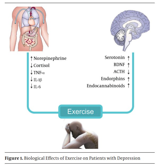 PhysioMeScience's tweet photo. Depression and Exercise: A Clinical Review and Management Guideline

https://t.co/ozMUGoYarz https://t.co/8ImG1jGQbQ