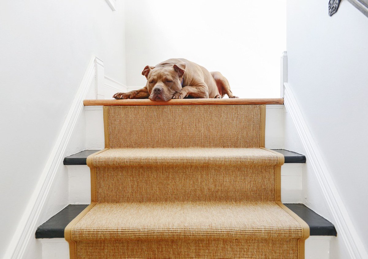 ServproMarshRoc's tweet photo. YellowBrickHome: How to Install a Stair Runner Using Only 9 Tools https://t.co/NG8FqZuJi0 https://t.co/pRROGtkNJz