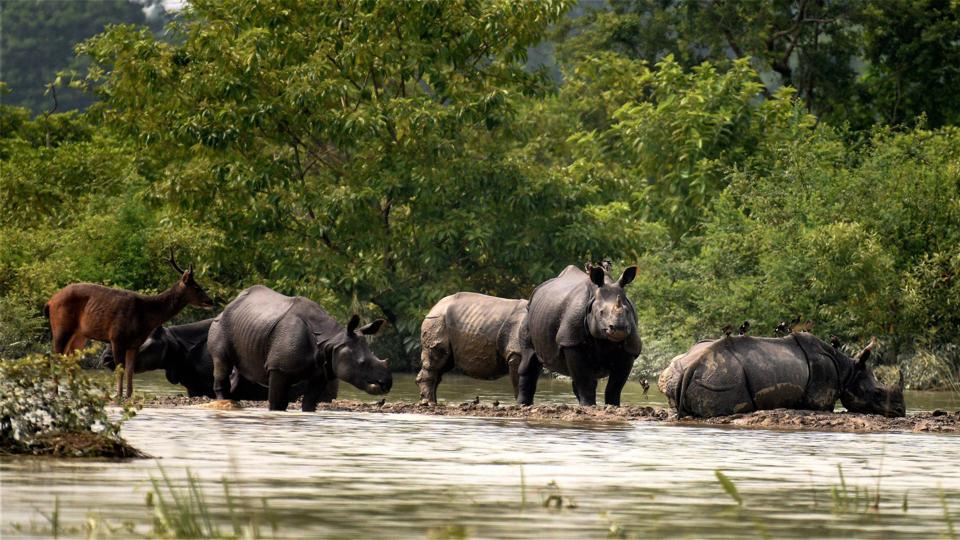 flights2indiauk's tweet photo. Kaziranga National Park in Assam, is a UNESCO World Heritage Site which is famous worldwide for achieving success in the conservation of the one horned Indian Rhinoceros.

#Kaziranga #NationalPark #Assam #Rhinoceroses #Wildlifesanctuary #Explore #Travel https://t.co/lZdMrGKRyK