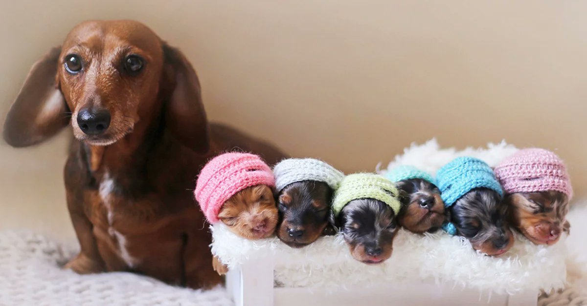 HispAnimals's tweet photo. Porque la alimentación de tus cachorros es imprescindible..suplemento en lactancia materna y destete, totalmente recomendado!🙄🐶❤
#lactancia #cachorros
#biberon #amorporlosanimales

https://t.co/8nk5rxcUA9 https://t.co/Xvtw3pS1ue
