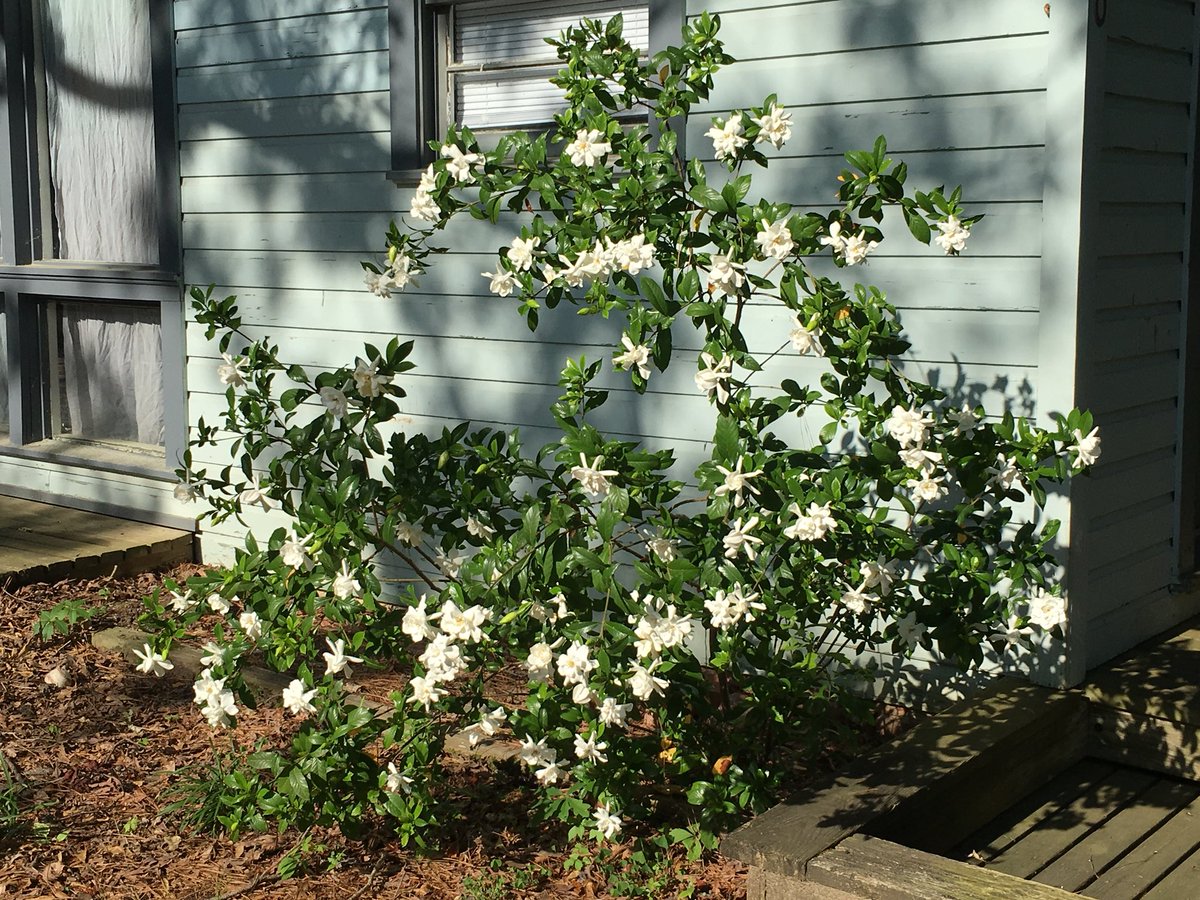 THIS! Greets me as I walk out my door each morning, & when I drive up & park in front of it as I arrive home! #myblueheaveninthewoods #southernbeauty #itsgoodtobehome #magnolia #nofilter