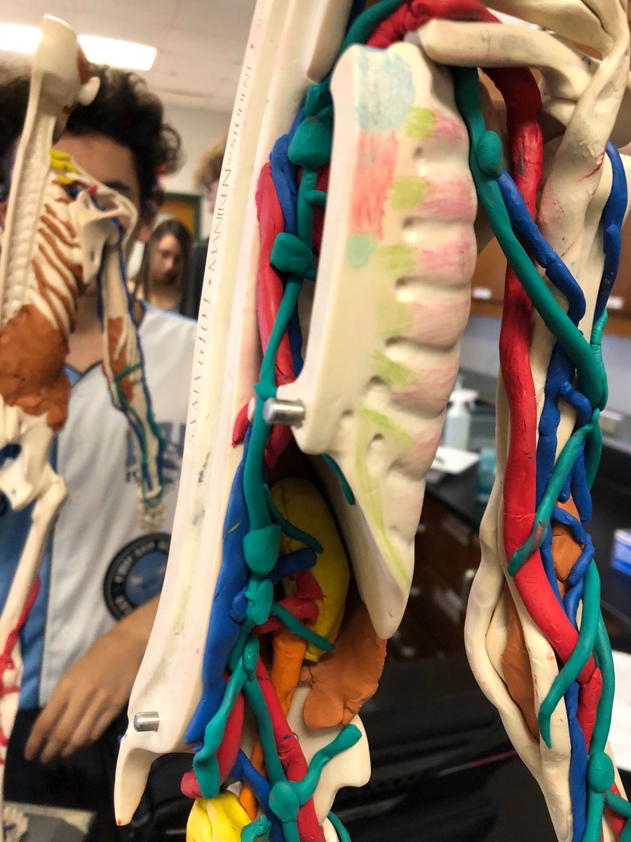 Vincent_Bio's tweet photo. #RHSBMS lymp. @Magvinicent function of lymph nodes are to filter blood to check for foreign cells and then can produce T cells which help fight infections. Assist the immune system. https://t.co/VLk3iBRWb0