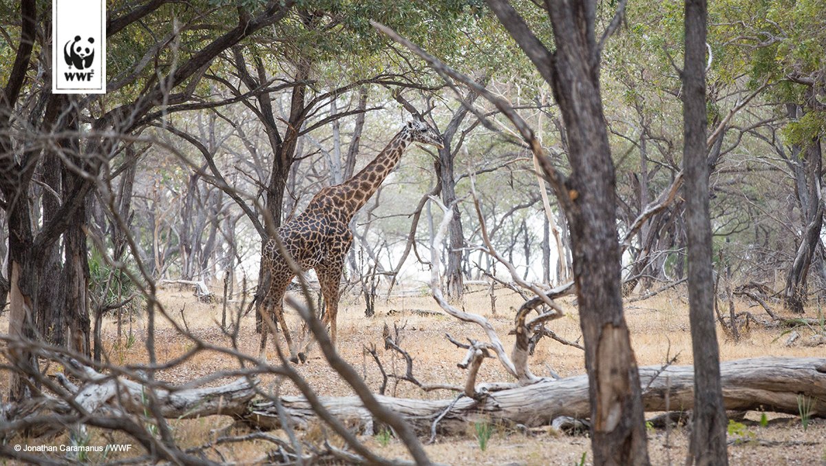 WWF_Deutschland's tweet image. Kahlschlag im Weltnaturerbe: In #Selous sollen mindestens 2,6 Millionen Bäume für ein Staudammprojekt gefällt werden.
wwf.de/2018/mai/axt-a… #SaveSelous