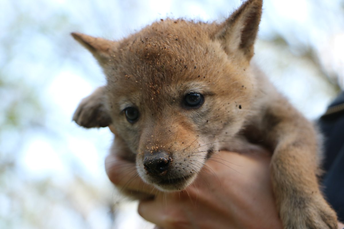 FPDCC's tweet photo. #CoyoteWeek: Finding a coyote den can be difficult, but getting the pups out presents its own challenges! Some dens found through the Urban Coyote Research Project have extended 15 feet &amp; included multiple chambers. https://t.co/bhgNRLPFAj https://t.co/nsVLzp2Dvj