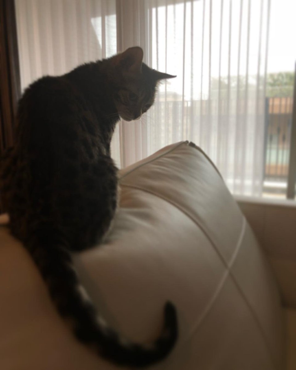 shinkipeia's tweet photo. [jj_1986_jj IG] 180516 #Jaejoong; 

You are really a cool girl our Nene (dog) cool! No no (cat) cool! 
#Catcool 
#Catstagram https://t.co/MKNvYlb2HT