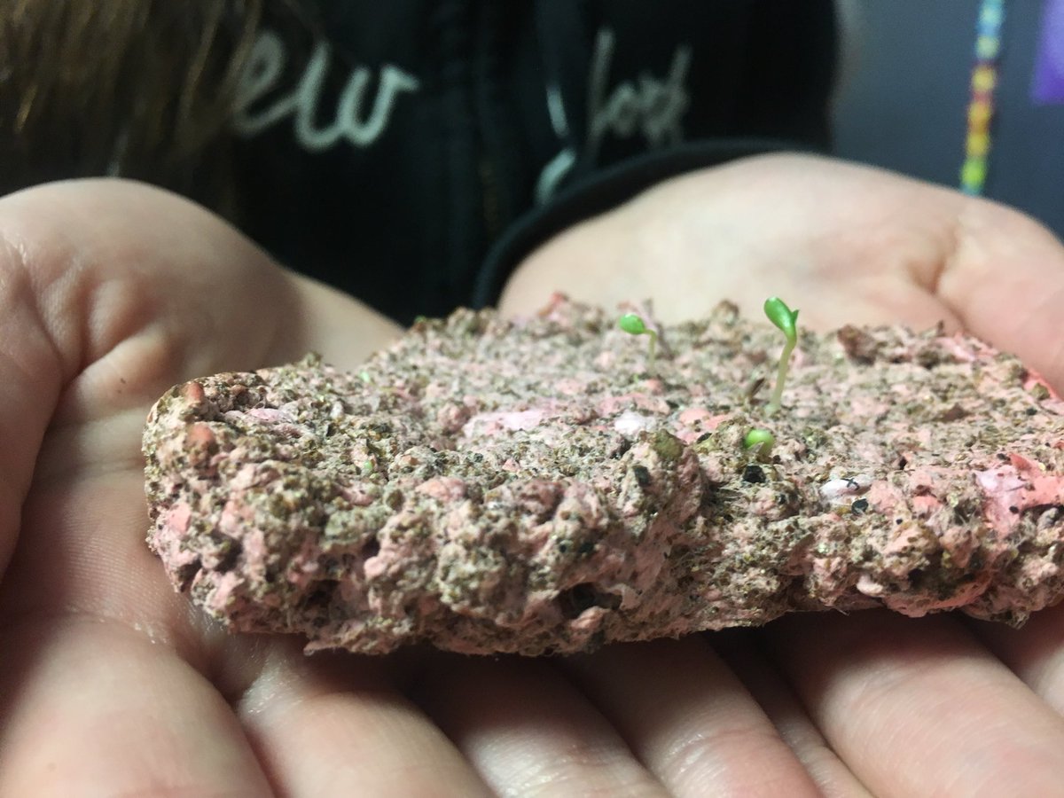HeatherKearns6's tweet photo. Hey look some of our eco-art project flowers are starting to sprout @tdsb_SMPS @EcoSchoolsTDSB @LC3_TDSB @TDSB_STEM #studentengagagement #studentobservations https://t.co/CdiBFTKBdi