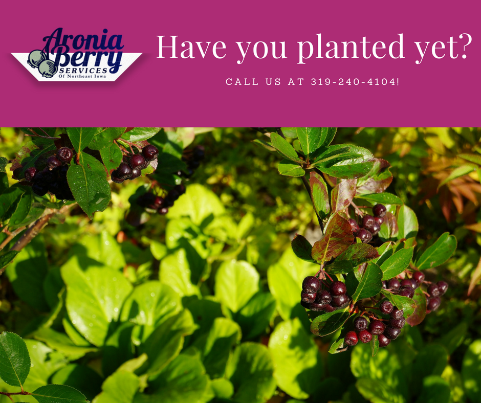 AroniaBerryServ's tweet photo. Have you planted yet? If not, it's time to call us and get started! We can do custom planting for you and teach you what you need to know to get started. https://t.co/WW4jGxaKx5