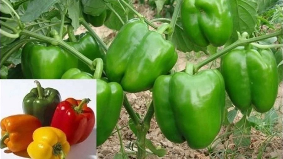 FarmbizAfrica tweet picture