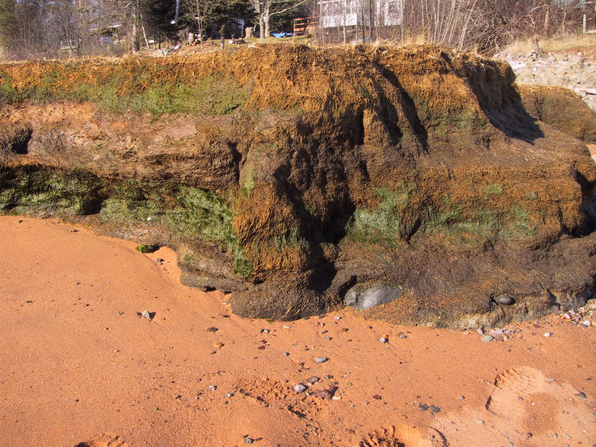 Marshes & tidal flat (mud/sand) facies onlap onto shore from the wave-cut platform, but only when shore is not a bedrock cliff. These facies are part of the estuaries-within-estuary complex of facies. This stratified marsh (loc4) directly overlies glacial till.  #MinasBasinTidal