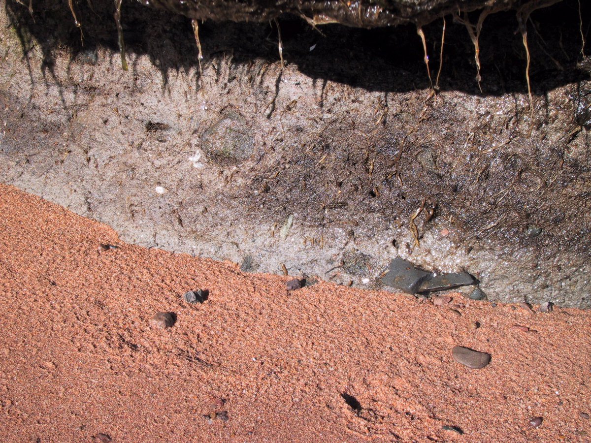 Marshes & tidal flat (mud/sand) facies onlap onto shore from the wave-cut platform, but only when shore is not a bedrock cliff. These facies are part of the estuaries-within-estuary complex of facies. This stratified marsh (loc4) directly overlies glacial till.  #MinasBasinTidal