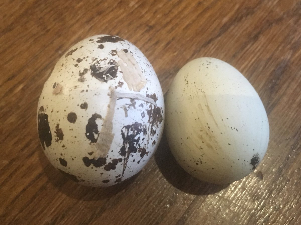 Huge Quail egg! Double yolker maybe?? #quaileggs #freerangesggs #Derbyshire #eggs #mickleover