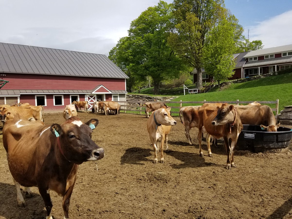 Field of dreams, or dreams of field? Not to worry girls, there will be enough grass in the fields very soon! #Farmsforcitykids #Springbrookfarm #Fieldofdreams #greengrass #thegrassisgreener #cowsinthesun