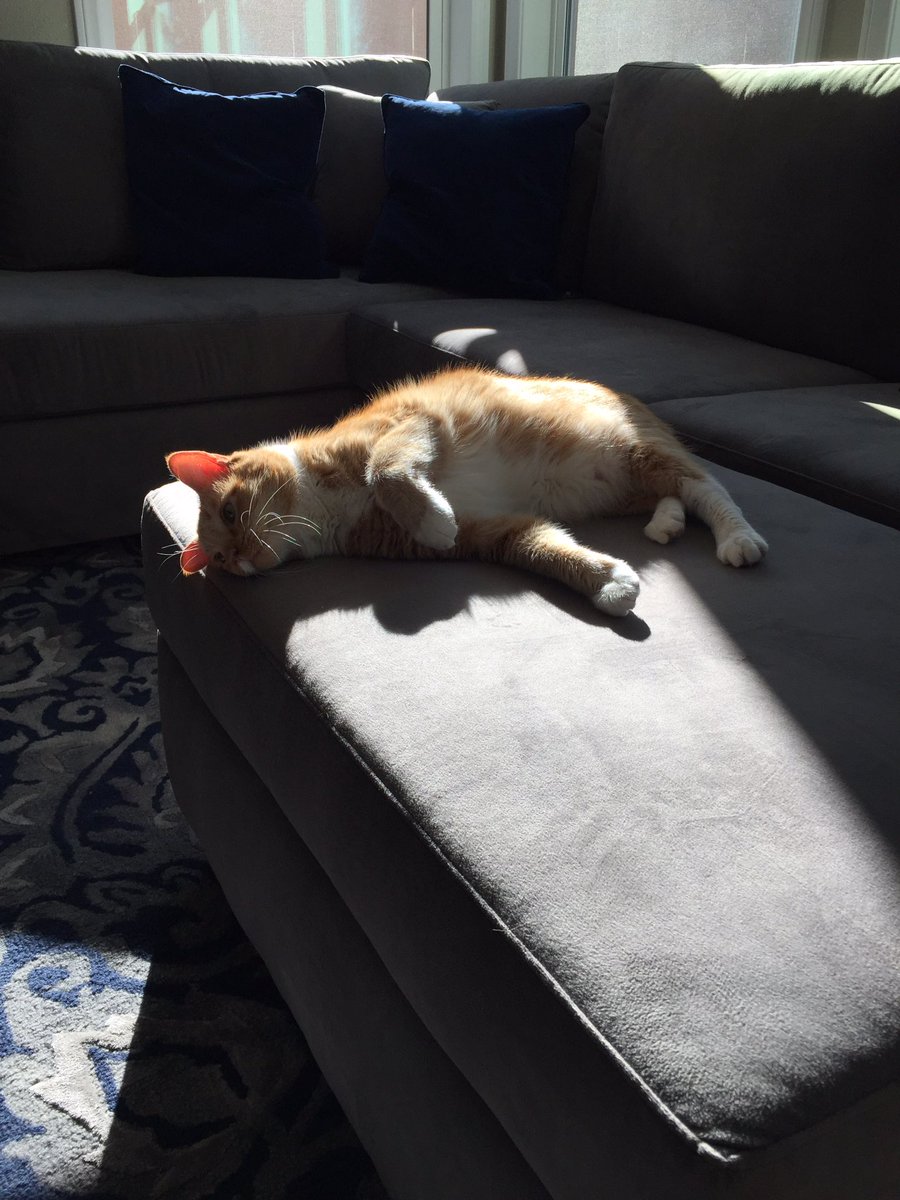 GingerHobbes's tweet photo. I hear Yanny👂🏻

#YannyOrLaurel #NextGreatDebate #ItSoundsLikeLanny #🤷🏻‍♀️ #OrLammy https://t.co/pnNGWnRagw
