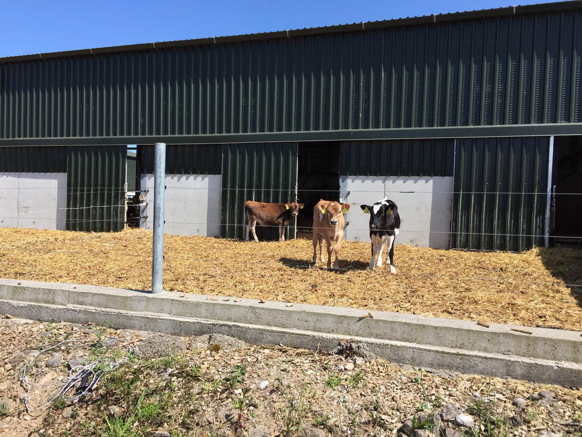 Diwrnod 2
Ymweliad llawn gwybodaeth am ymchwil arloesol yn y diwydiant amaeth yn <a href="/teagasc/">Teagasc</a>  - Diolch 🙏🏻 

🇮🇪Ymchwil amaethyddol yn Iwerddon

🥛Ansawdd llaeth

👶🏻Magu lloi

🌱Ymestyn y tymor pori

🐄 Geneteg 

🤖 Systemau godro robotaidd amgen

Diolch <a href="/colegcymraeg/">Coleg Cymraeg</a> am y nawdd