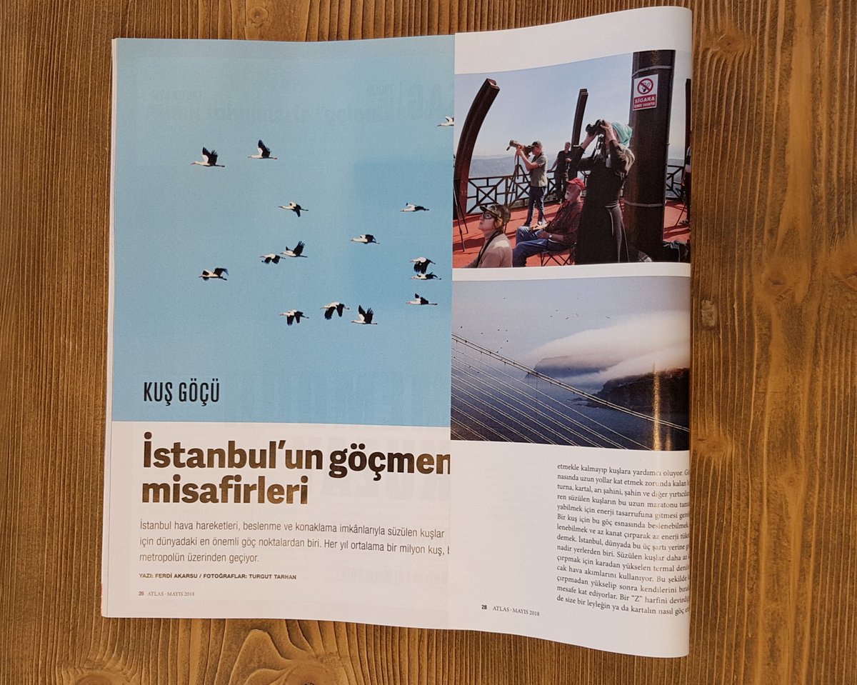 Kuş gözlemci Ferdi Akarsu arkadaşımızın "İstanbul Kuş Göçü" yazısı Atlas Dergisi mayıs ayı sayısında. #BirdOfYear #KuşYılı