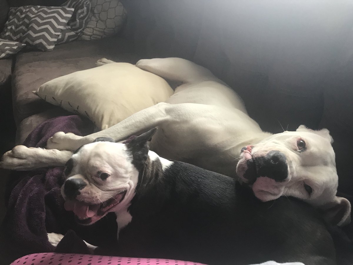 CoCoNarcoPuppy's tweet photo. My sissy and I having some@fun today ❤️ #BostonTerriers #whiteboxers #dogsoftwitter #doglife #boxerlife #bostonterrierlife #EllenRateMyDog #sharpinkstore #crazydoglady #cocochanelthenarcolepticpuppyprincess https://t.co/u2A4Xb9AQs