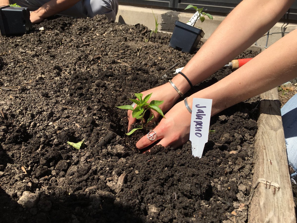 IGSSers's tweet photo. Look at our garden grow! #Kingofspades @TOGgardens https://t.co/D5LEfc1W0Q