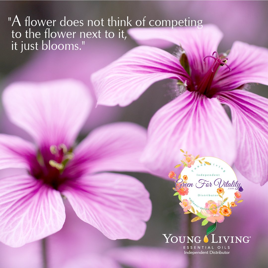 AromatherapyLiv's tweet photo. "A flower does not think of competing to the flower next to it, it just blooms." #GeraniumEssentialOil #aromatherapy #yleo #essentialoils https://t.co/LuOUhlq3E1