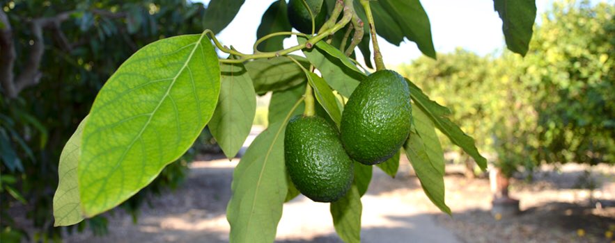 CPPPolyPack's tweet photo. This Thursday, May 17th Harvest
Avocado (Haas)
Broccoli
Cabbage
Celery
Chard
Cilantro
Grapefruit (Mello gold)
Black Kale
Kohlrabi
Kumquat
Lemon
Mandarin
Onions
Oranges
Radishes.   This Thursday, don’t miss it!! https://t.co/14OHflvwW9