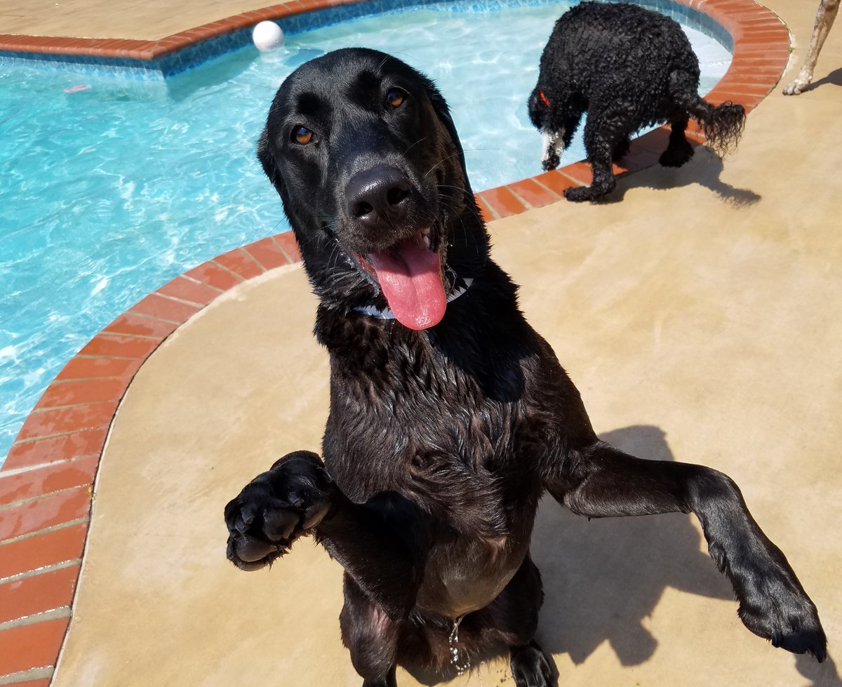 PPRNewOrleans's tweet photo. #MemorialDay2018 is only #12daysaway!  While you celebrate, don't let you pet sit, when they can play all day at #PetParadiseNOLA! Call and book your reservation today. Spaces are filling up fast. (504) 467-5226 option 4  #Booktoday #Petsplay #DogboardingNOLA #doggiedaycamp #NOLA https://t.co/A9AmuBbeuY