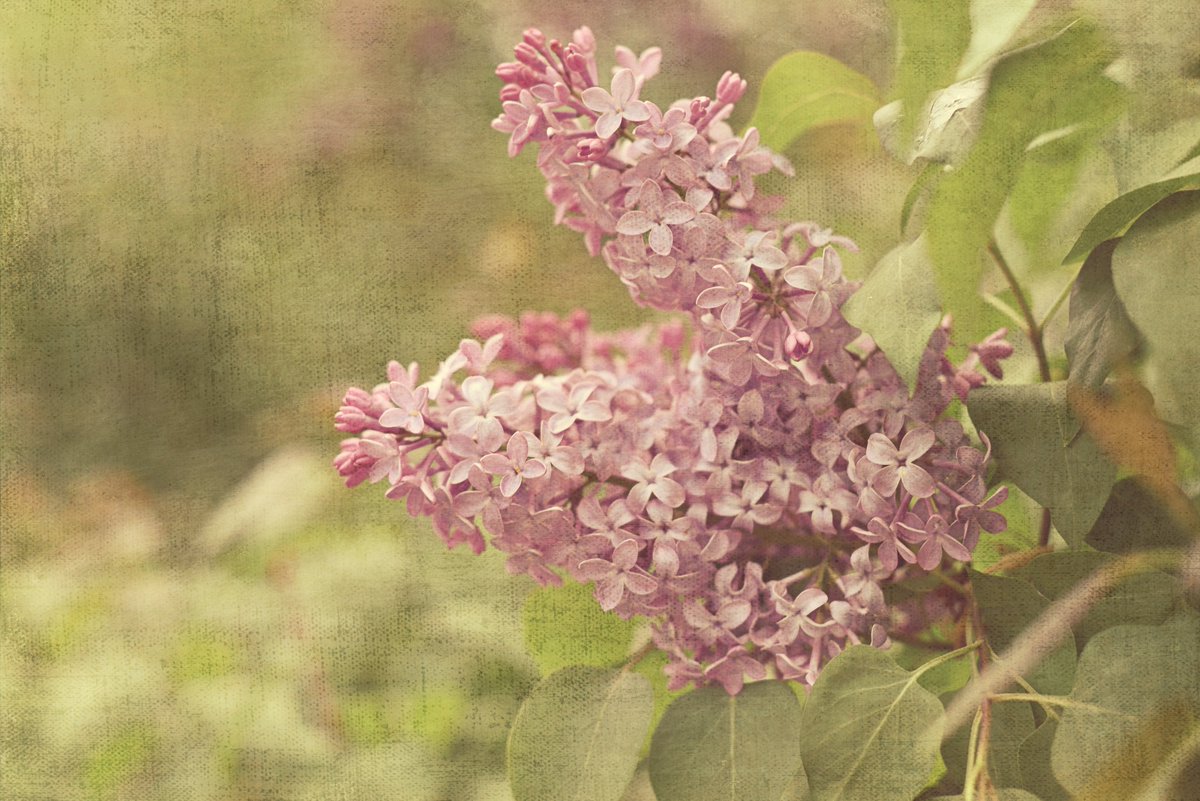 RenaissancFarms's tweet photo. Lilacs. We have been busy propagating lilacs for our hedgerow program here on the farm. The blossom is edible and can be made into jelly and tea. It is also used medicinally. #permaculture #naturalmedicine #hedgerow #nativeplants #naturephotography #newenglandfarm #spring https://t.co/jgrS8S8X8j