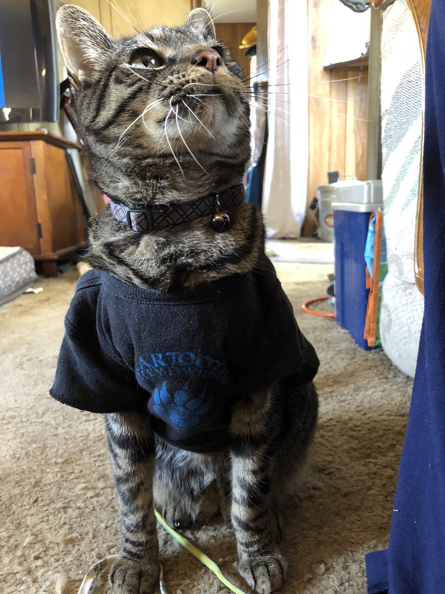 ShakespearCat's tweet photo. #ShakespearCat trying on #HarleyDavidson shirt on. He looks so #cutecat . #CatsOfTwitter #meow take this off now #hooman . https://t.co/NlN5sC2mUa