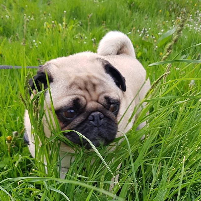 _winstonpug_'s tweet photo. Pug in the wild 🌲
#winstonpug #pugloversclub #obsessedwithpugs #pug #ukpug #ilovemypug #love #pawsomepugs #puglifethuglife #animals #pugsrequest #puglicious #pugsdaily #animallovers #ilovemydog #ilovemypug #pugsrock #dogsofinstagram #pugsofinstagra… https://t.co/uQgjYLilUy https://t.co/PK06rYMsVn