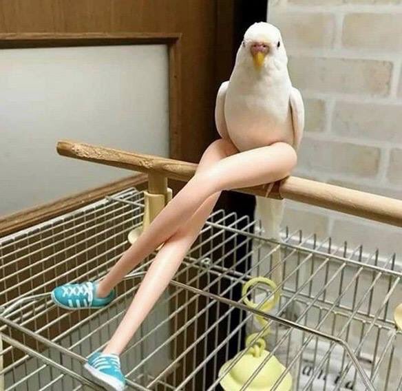 aviarioparman's tweet photo. https://t.co/NOrys1PsCT