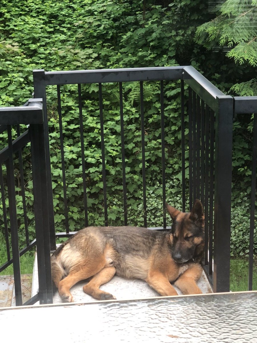 PoliceDogKoa's tweet photo. Decided to use the railing as a headrest.....Life is rough on days off! https://t.co/4q4DuVWRrF