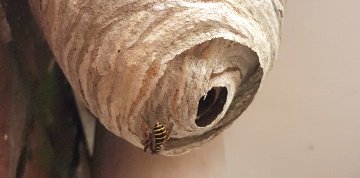 #Wespennest? Bel: 035-5447638. Wij bestrijden wespen in de regio 't Gooi en Utrecht. Met garantie! Vandaag gebeld = vandaag bestreden.