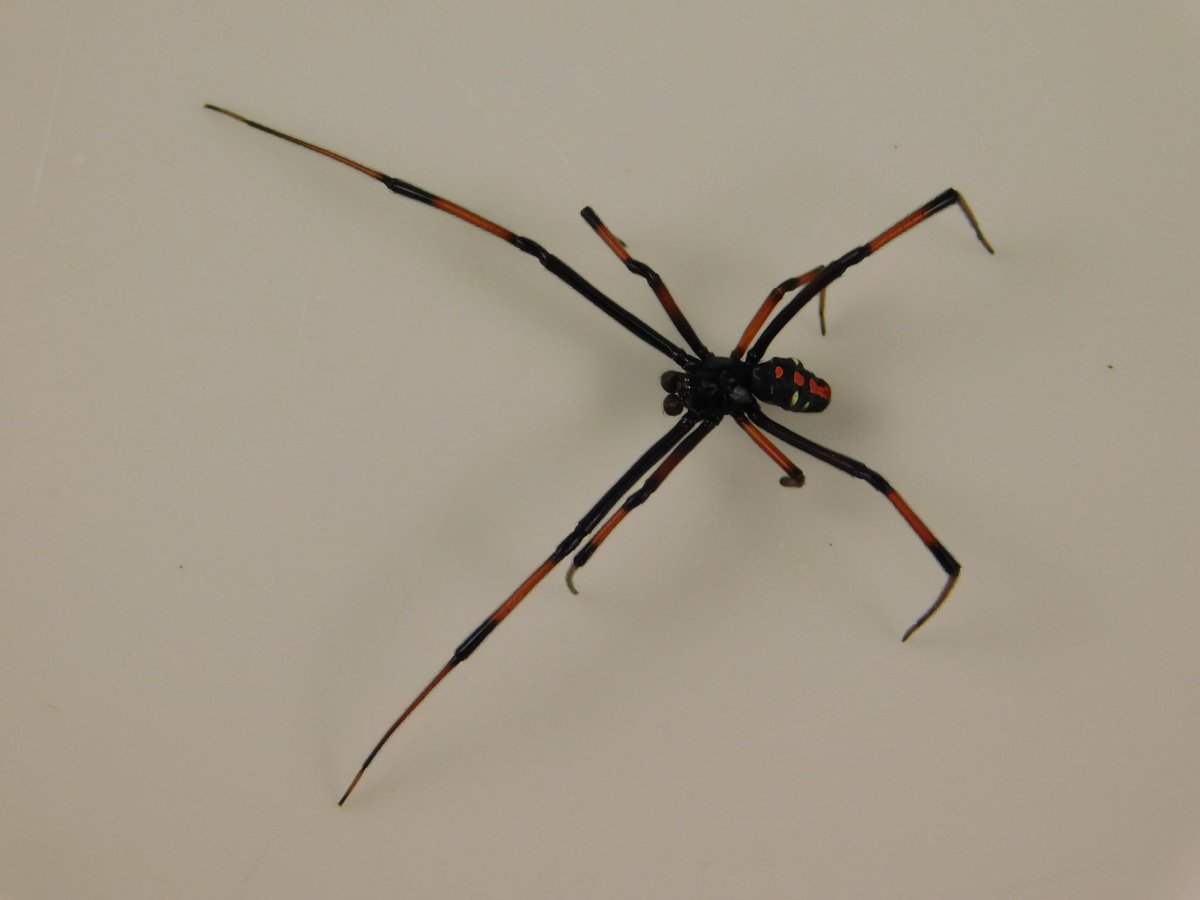 jguyton3's tweet photo. You just never know who will be dropping by the MSU Extension Arthropod Zoo - meet Mr. Lactrodectus mactans or a male black widow! Beautiful in person... https://t.co/fIgvbl9Ks8
