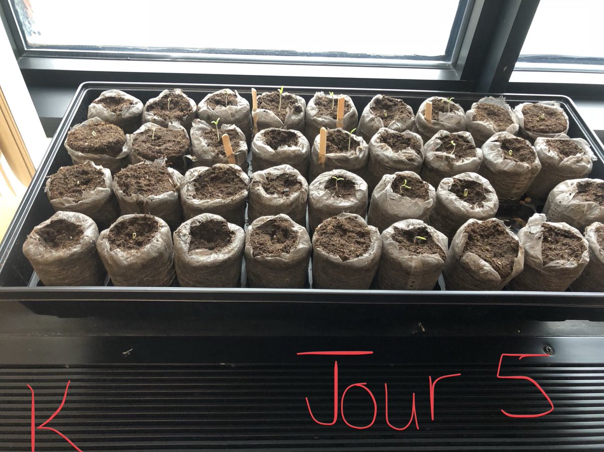 ClasseMmeCeline's tweet photo. Voici notre progrès après 5 jours 🍅@Tomatosphere @ClasseMmeCeline  @MOCA_2017  @ParlonsSciences https://t.co/pFDafoKssz