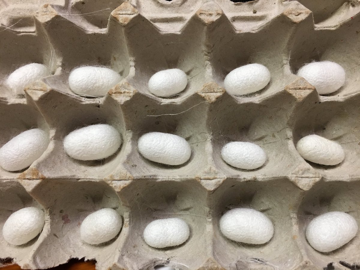 jguyton3's tweet photo. More silk moths on the way! https://t.co/GKljhmOaND