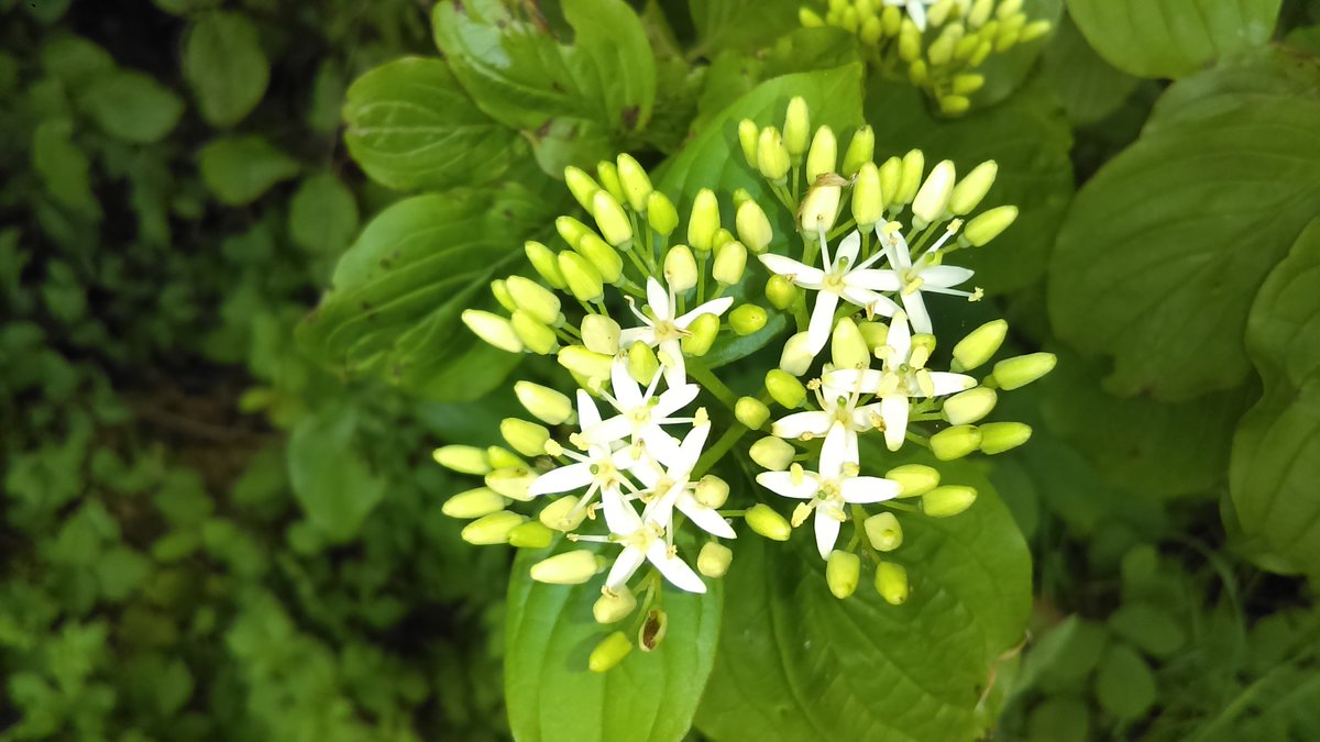 BrunoJonet1's tweet photo. Actualité botanique : le fleurissement du #cornouiller apprécié des 🐝; arbuste rustique commun des haies, bosquets et lisières.
"Promenons-nous dans les bois"
@julienloche_edd @canope_77 @bcocq https://t.co/6JrCBG7xc3