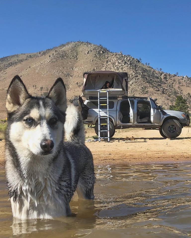 wolverinetoyota's tweet photo. Missin' the weekend already! 🐶

📸: @kodastacoma https://t.co/y2hacRVB75