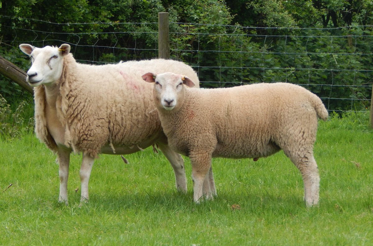 SamBoonBreeding's tweet photo. Lots of @Meatlinc cross lambs on display today at Mitcheldean - their sire came from neighbouring farmer, breeder Richard Vines @RamCompare #RamCompare https://t.co/Tl4cPgr6gG