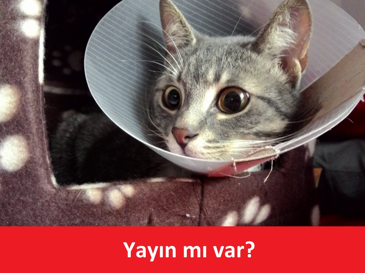 Superonline kedi kolonisine engel oldu yayını twitch.tv/reedcaat