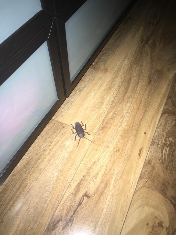 TheLostParent's tweet photo. Ellis kindly left his fake roach on my floor so that I could have a stroke before bed tonight 😱 #roaches #prank #Punked #pranks #familylife https://t.co/FdoOV6Fcl2
