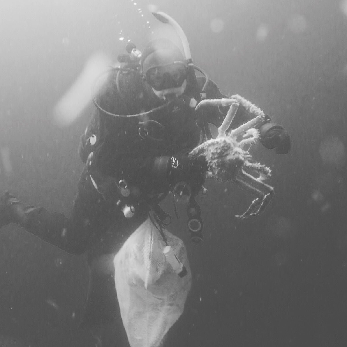 VanDivinglocker's tweet photo. Sometimes your passion for scuba goes along with passion for other things as well. In the land of unbounded possibilities. #divinglockerontheroad #scuba #kingcrab #crabbing #drysuit #pnw #getoutside #yummy #gethering https://t.co/gHYrA9pI8P