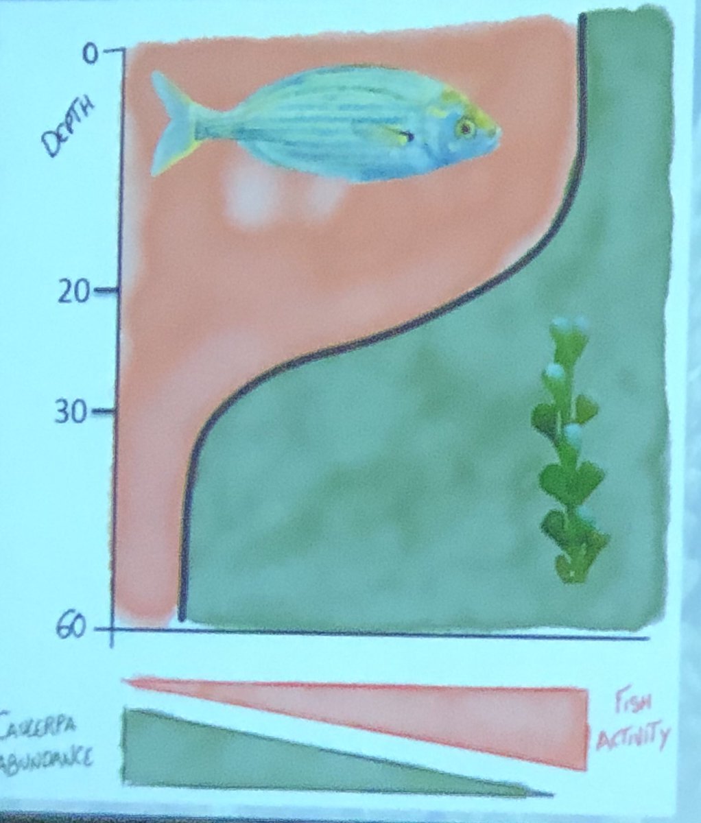 Emma_Cebrian's tweet photo. Elucidating the role of herbivory on Caulerpa spread. Nice talk of @jorgesantamper @GRMAR_UdG @IEA_UdG @UdGCiencies in #WCMB18 #Montreal https://t.co/lV4KA5Jn9N
