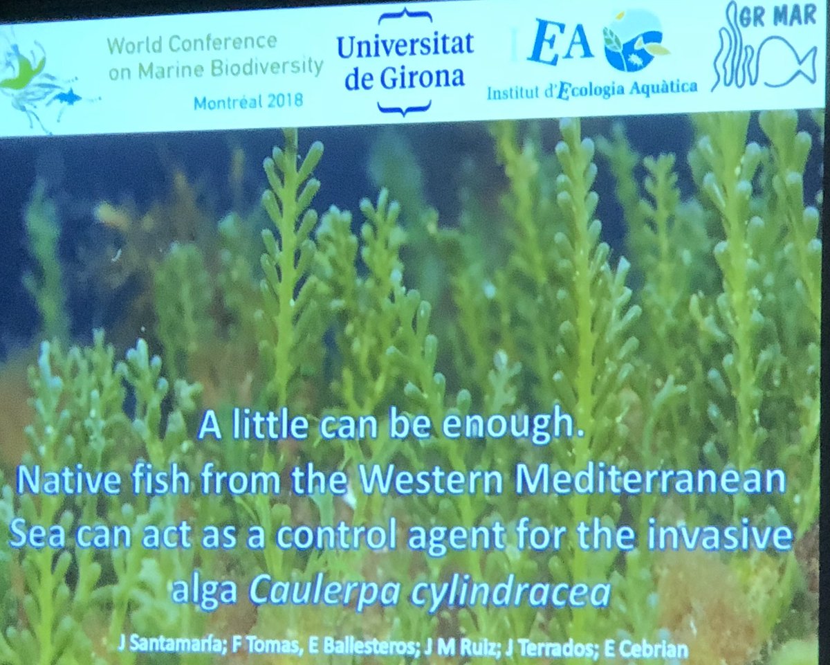 Emma_Cebrian's tweet photo. Elucidating the role of herbivory on Caulerpa spread. Nice talk of @jorgesantamper @GRMAR_UdG @IEA_UdG @UdGCiencies in #WCMB18 #Montreal https://t.co/lV4KA5Jn9N
