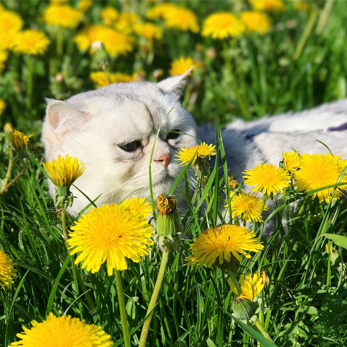 catZephyr's tweet photo. #cat &amp; yellow flowers https://t.co/jH4qgKR3BK