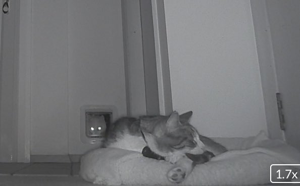 karoricat's tweet photo. Intruder staring through my cat flap while I’m asleep in the middle of the night! Luckily I sensed him and chased him away 3 seconds after the camera picked him up. https://t.co/eS8XrFjov6