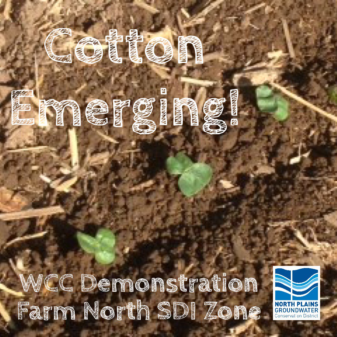 NorthPlainsGCD's tweet photo. Our #cotton has emerged at the Water Conservation Center’s East Pivot field and the North SDI field! How’s your area’s cotton coming along? #npgcd #agriculture #farming #txpanhandle #subsurfacedrip #irrigation #sdi #gmdausa #txcotton https://t.co/NC1PfYAhYH