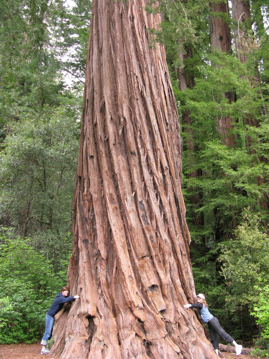Happy National Love A Tree Day! Get out there and show your favorite tree some love!