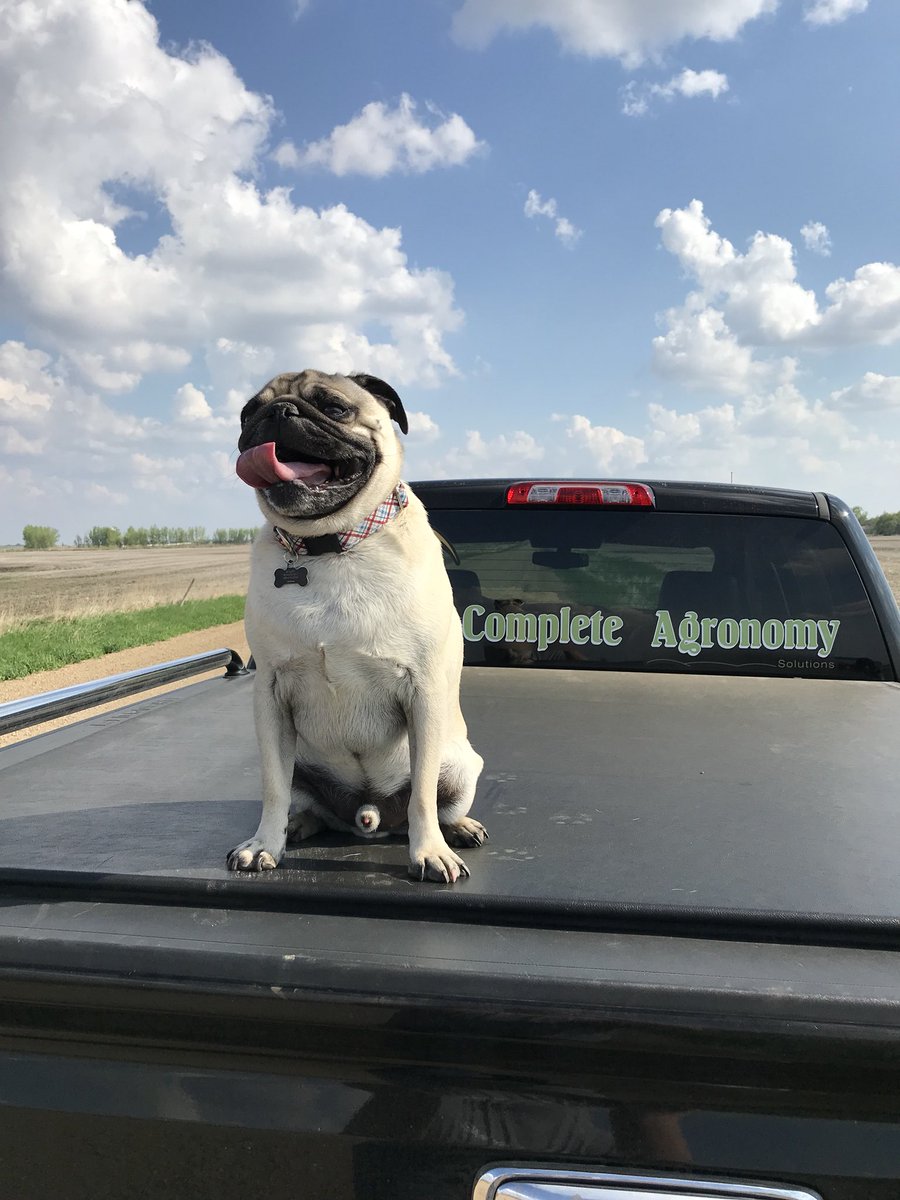 CompleteAgro's tweet photo. Meet Charlie... official Complete Agronomy mascot.  Fertilizes more fields than he scouts.  #dogsoftwitter https://t.co/fFYuNQyE4j