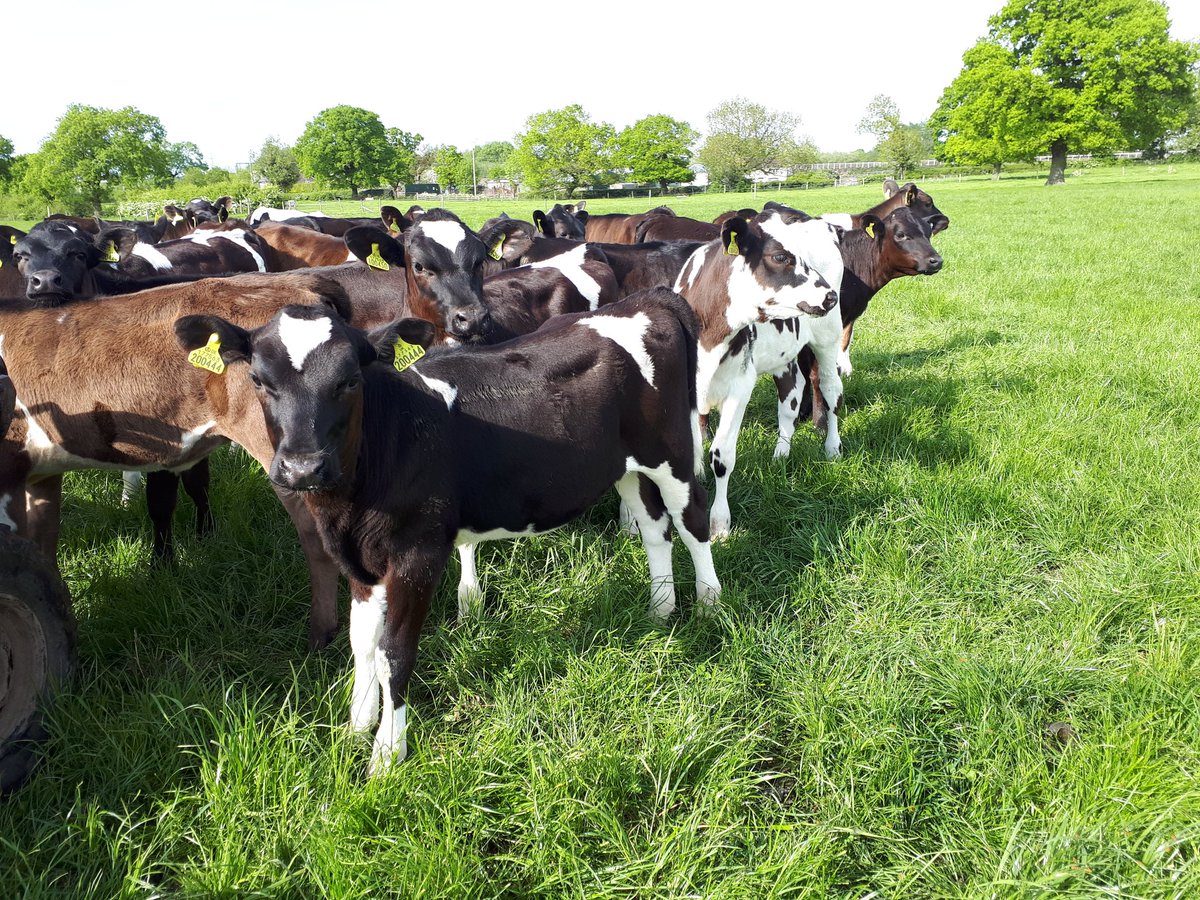 grasslands_uk's tweet photo. @LIC_UK_Ltd R1s at Clive Hall getting weighed tomorrow #teamdairy https://t.co/AC3QvHP7uz